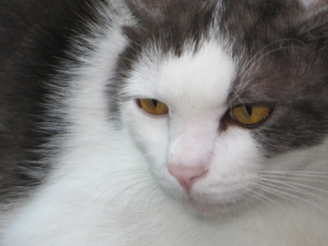 kucing liar ku