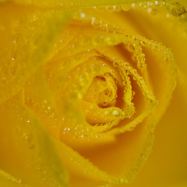 ::Fresh Yellow::