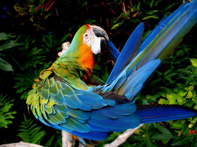 blue bird