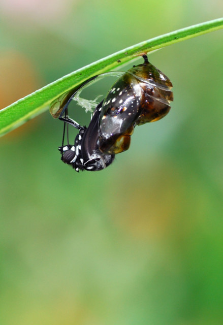 Newborn Butterfly #1