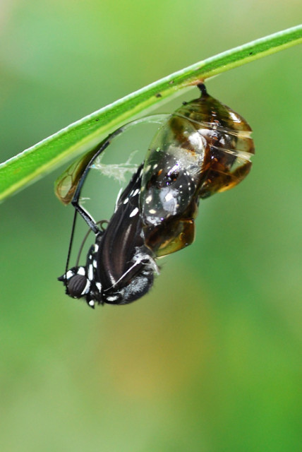 Newborn Butterfly #2