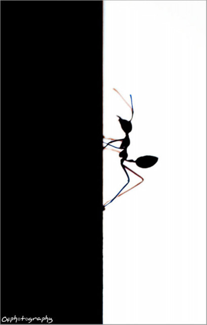 ANT