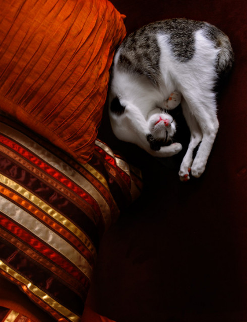 dan si meongpun keenakan.....