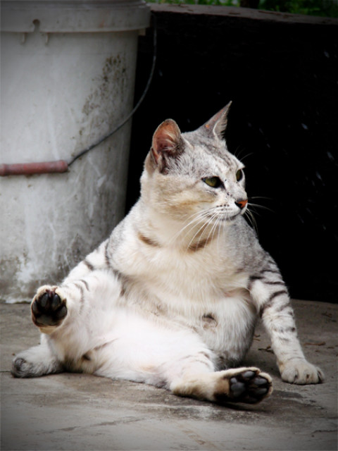 Sweet Cat