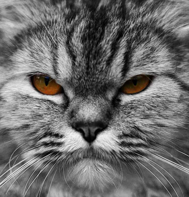 Totti the Cat