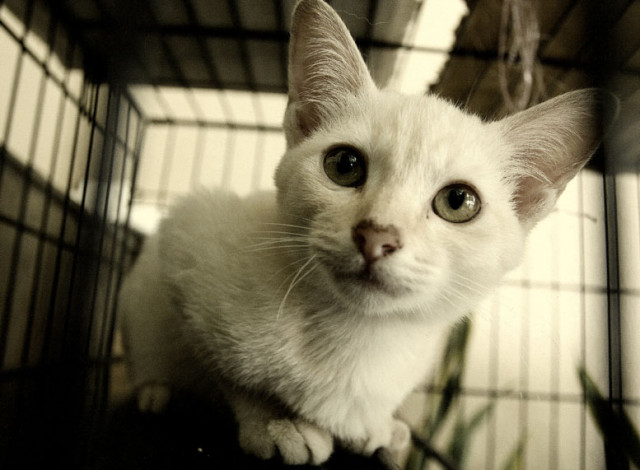 meong