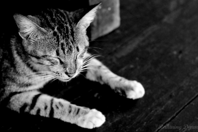 sleepy meow