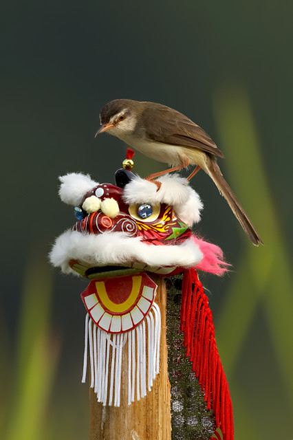 Gong Xi Fa Cai