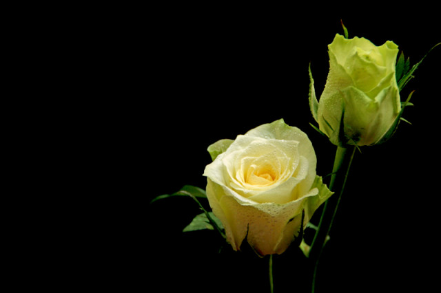 Roses