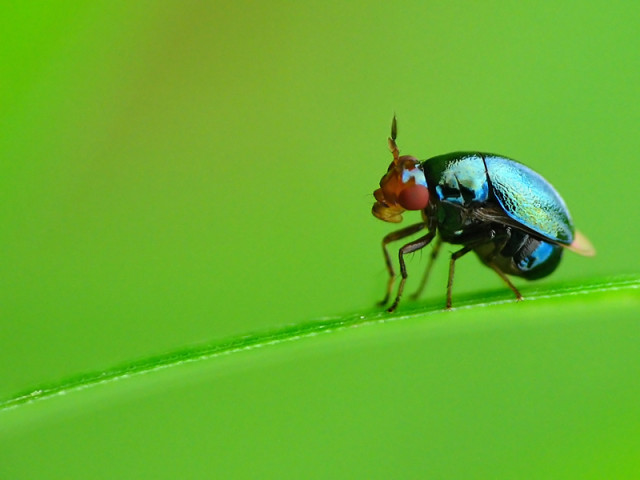 Tiny Bug....
