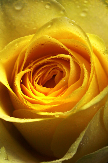 Warm Yellow Wish...