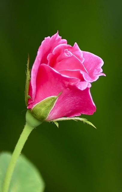 just a tiny rose