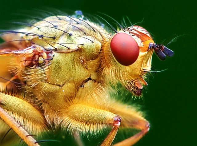 Robberfly ^^