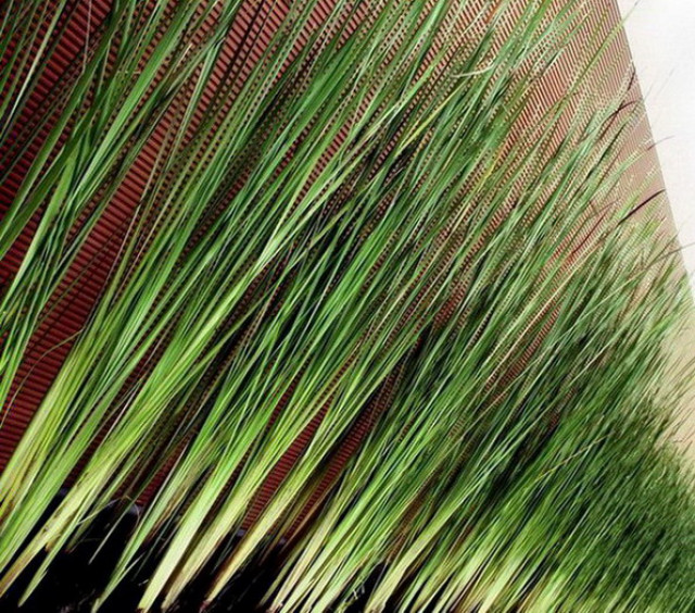 grasslines