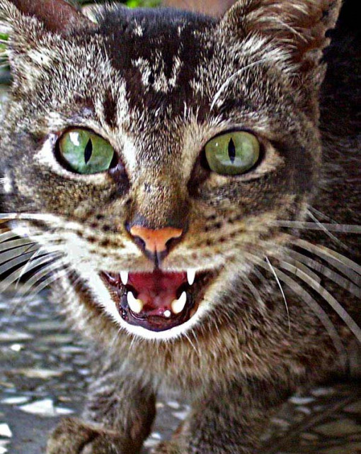 Hi, I am CAT