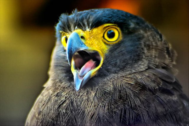 eagle