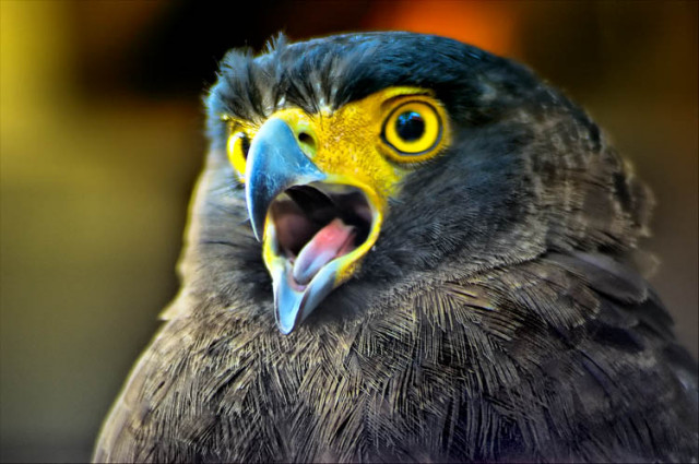 eagle