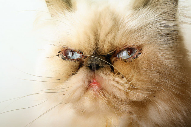 brandy is my cat