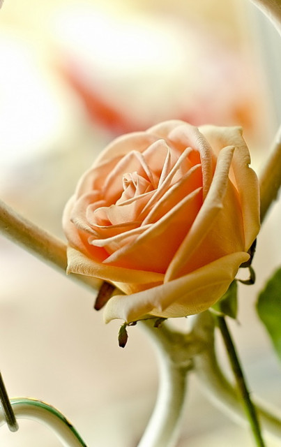 Peach Rose 01
