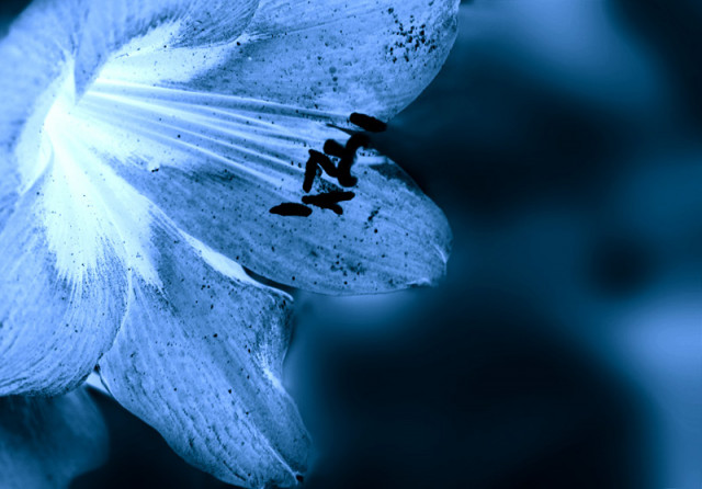 . : Ice Flower : .