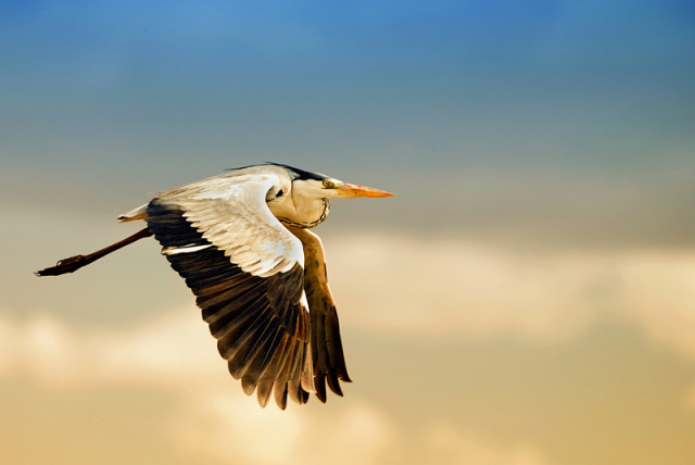 Fly To The Wind ...
