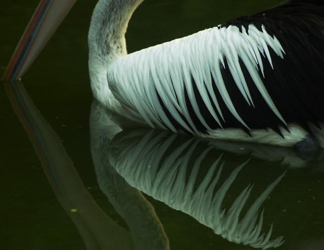 Pelican Brief