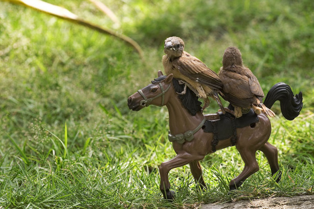 driving a horse