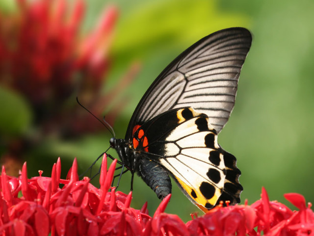 papillon