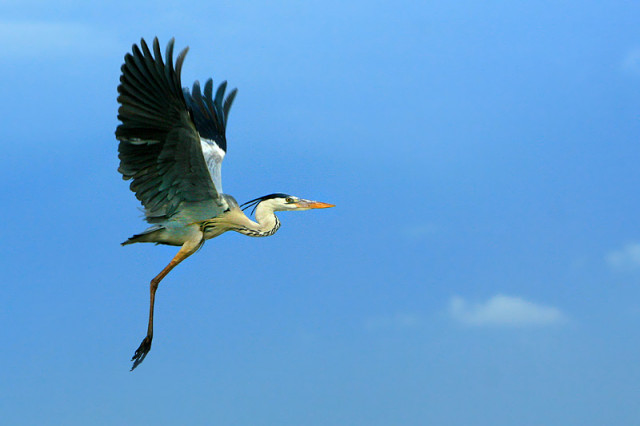 Flying  Again
