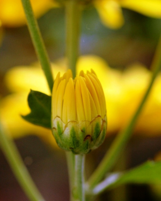 Kuncup bunga chrysant
