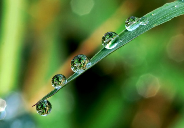 Rolling Dew