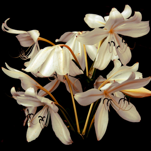 . : Bellezza Bianca : .
