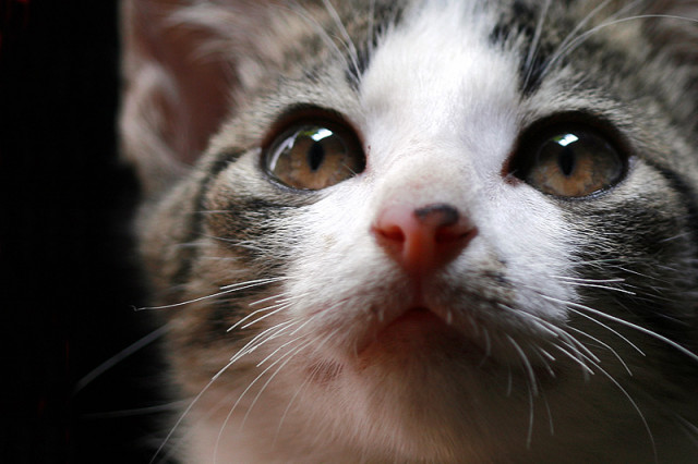 Cat eye
