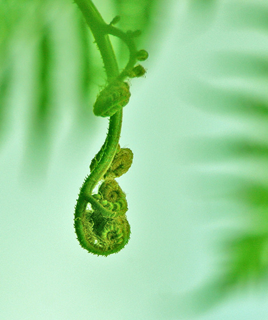 leaf before