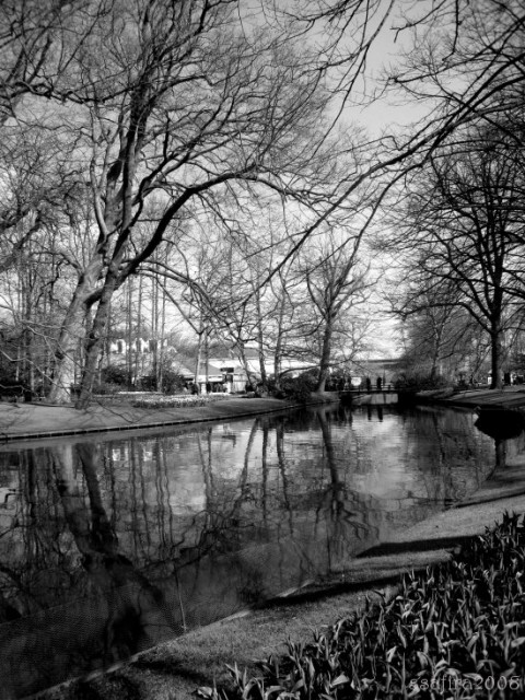 View at Keukenhof