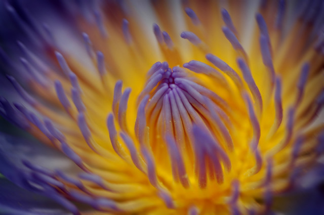 :: The Beauty of Glow ::