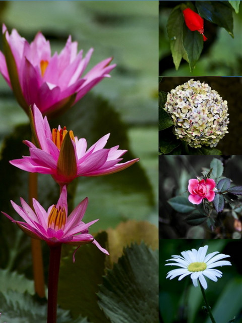 all 'bout flowers