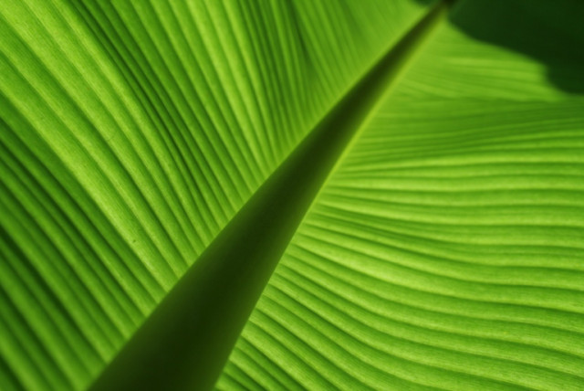 banana leaf