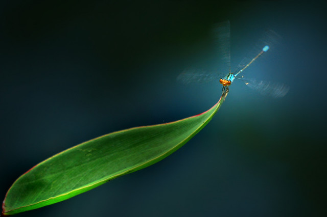 The Flying Damsel