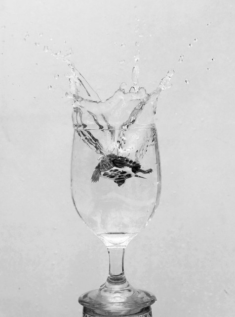 Kura-Kura "Ternyata Bukan Ninja"