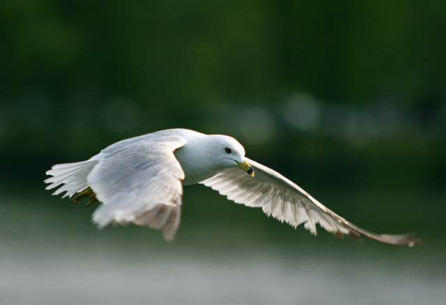 Race With The Wind