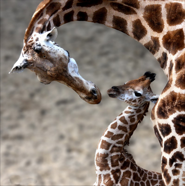 A Mother's Love