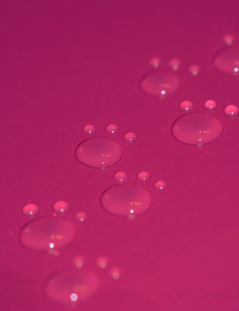 Paw Prints