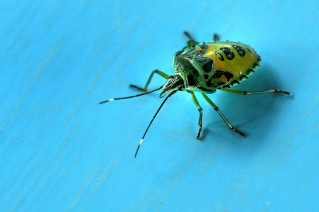 The Bug