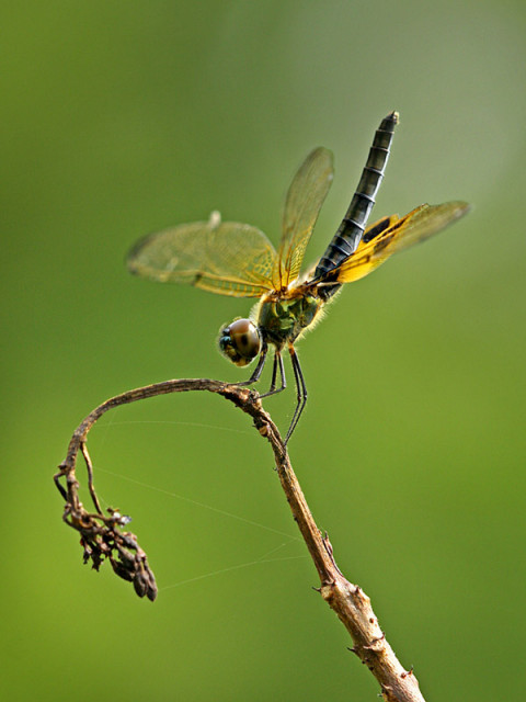 nungging tertiup angin