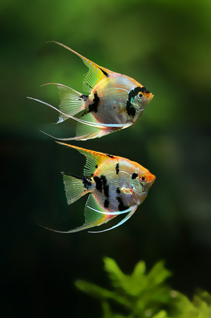 Doea Ikan