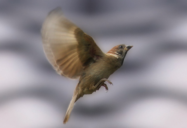 sparrow