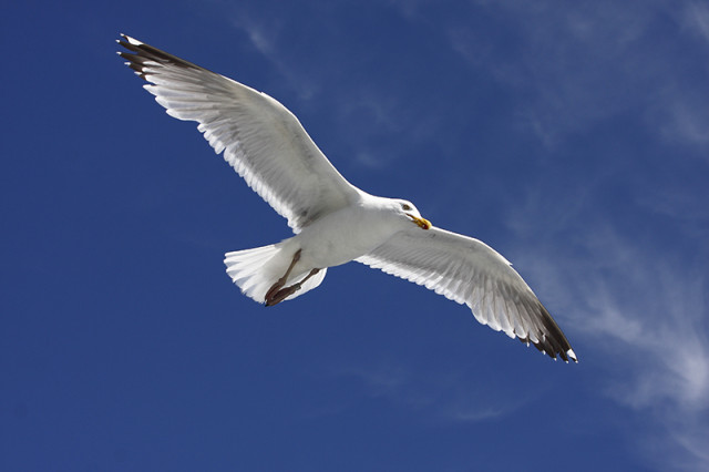fly away