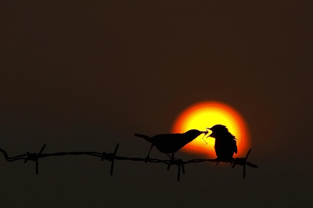 Suatu senja di Kebun
