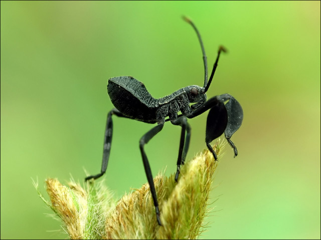 menoleh